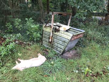 Schwein neben Container