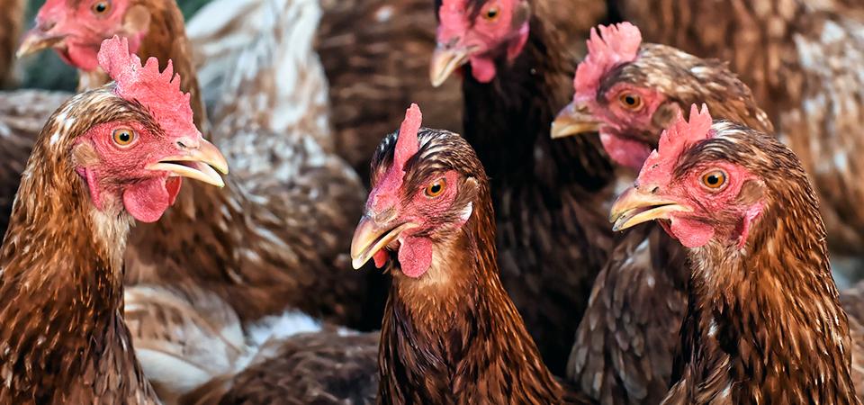 Informationen zur Biosicherheit in Betrieben